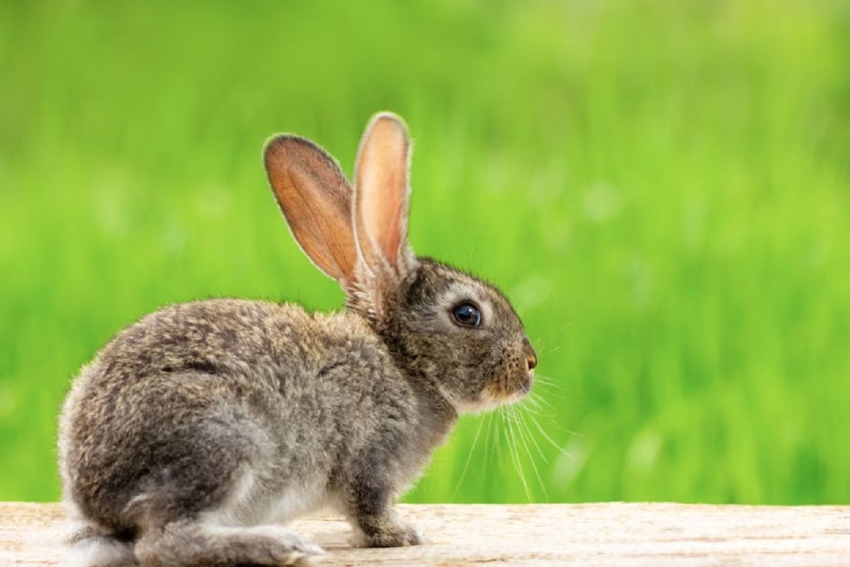 Animais deixarão de ser usados para testes 