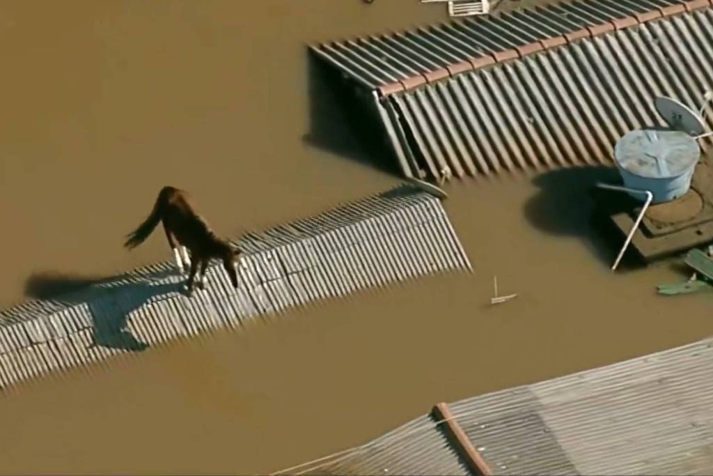 Cavalo foi filmado sobre o telhado em Canoas (RS), na região metropolitana de Porto Alegre
