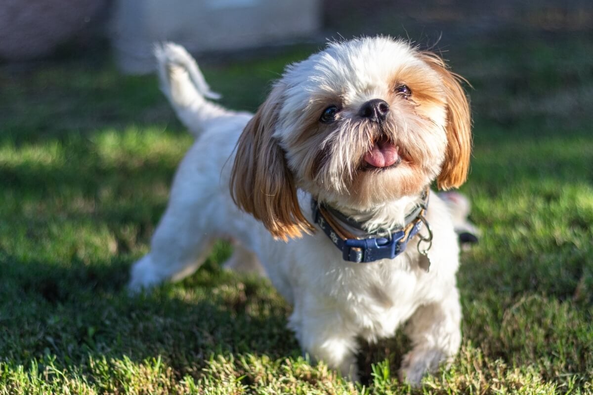 Shih tzu é uma das raças favoritas entre os brasileiros