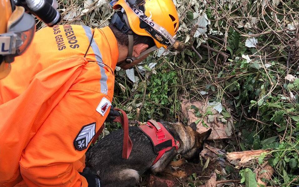 Cães farejadores ajudam a encontrar corpos