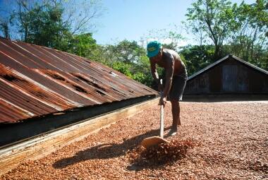 Nas fazendas de Ilheús, os grãos de cacau secam expostos aos causticante sol da Bahia