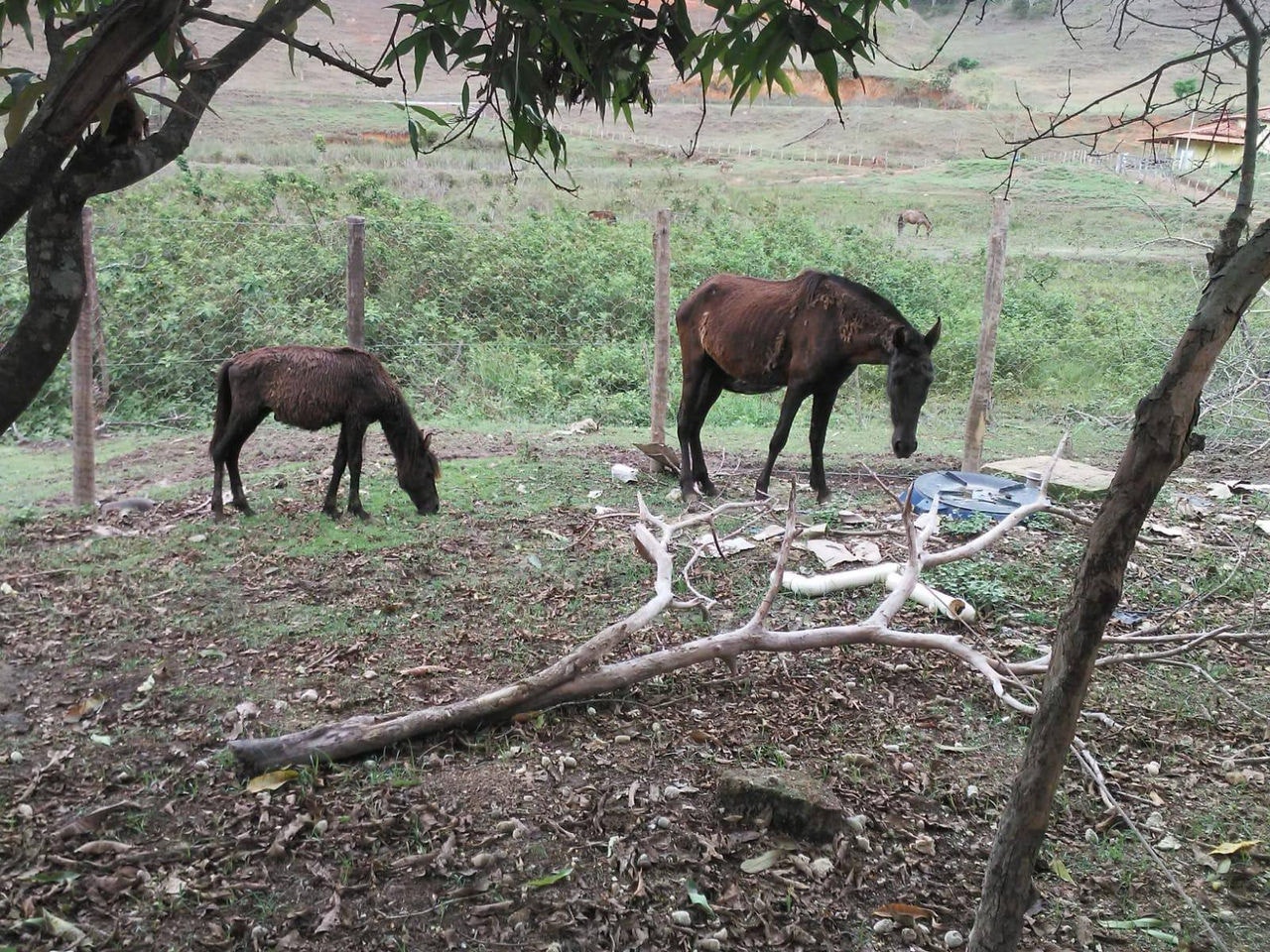 Animais estão desnutridos e doentesjpeg
