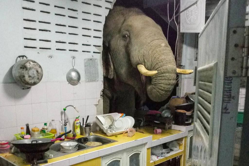 Elefante quebra parede de cozinha pra roubar comida