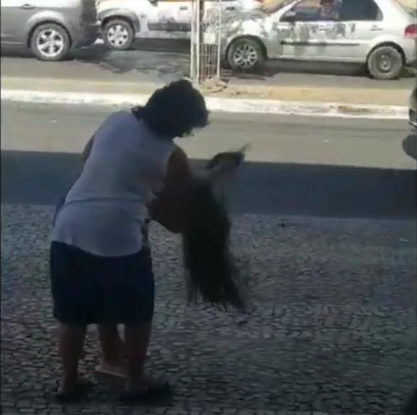 abelhas