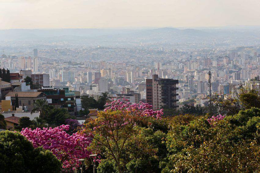 Ipês florescem e colorem a região Centro-Sul de Belo Horizonte