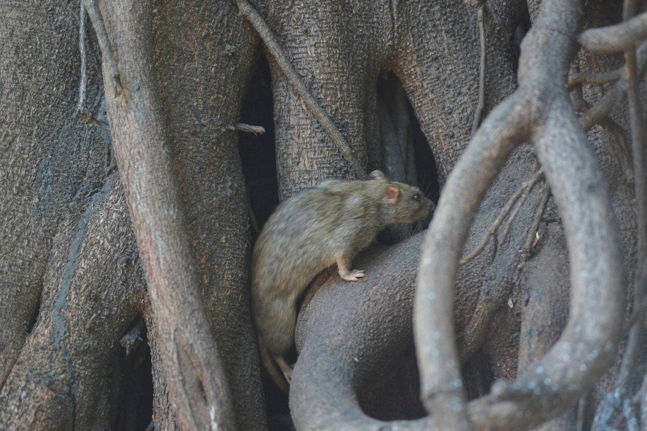 Ratos