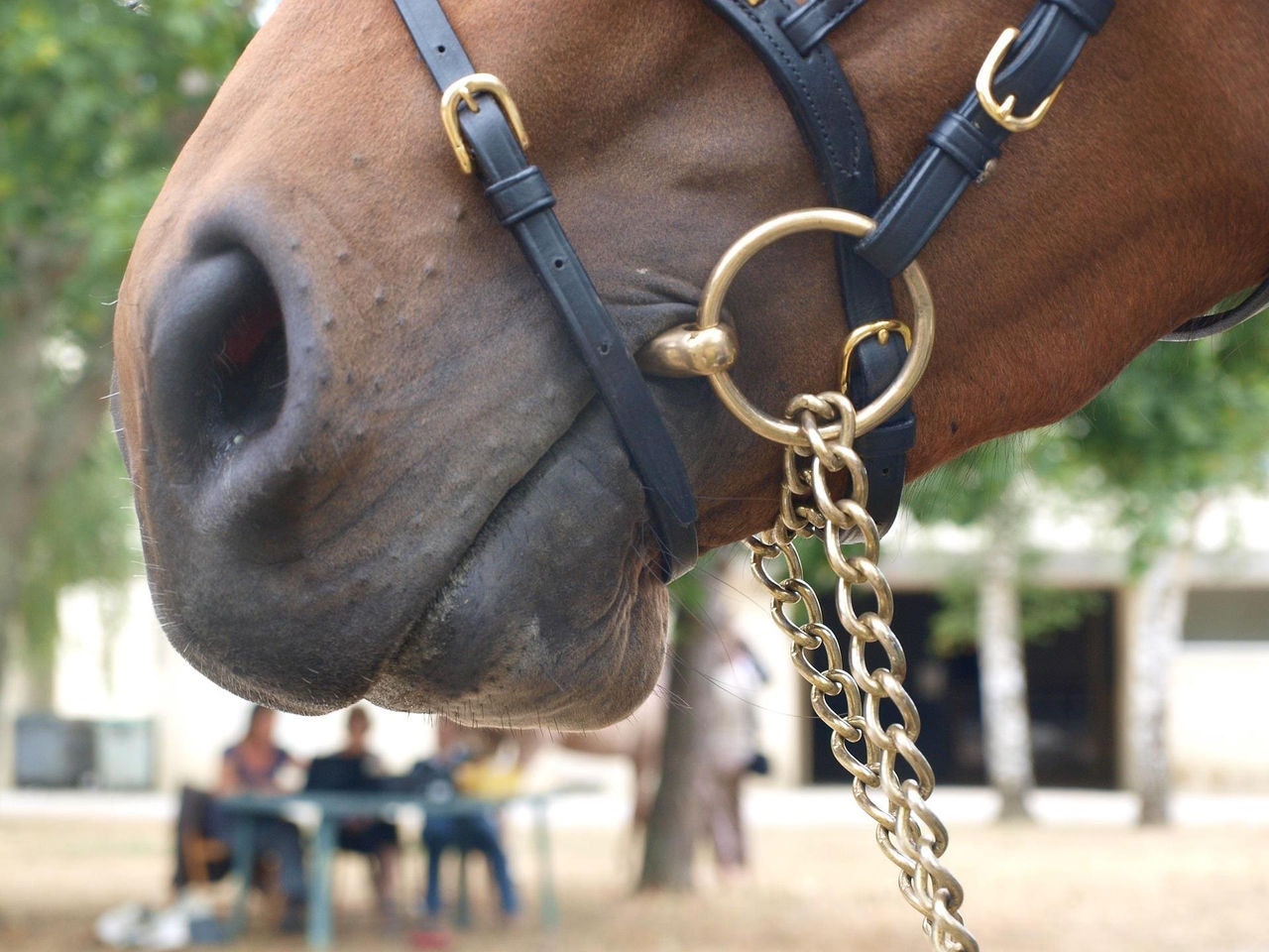 Imagem ilustrativa de cavalo