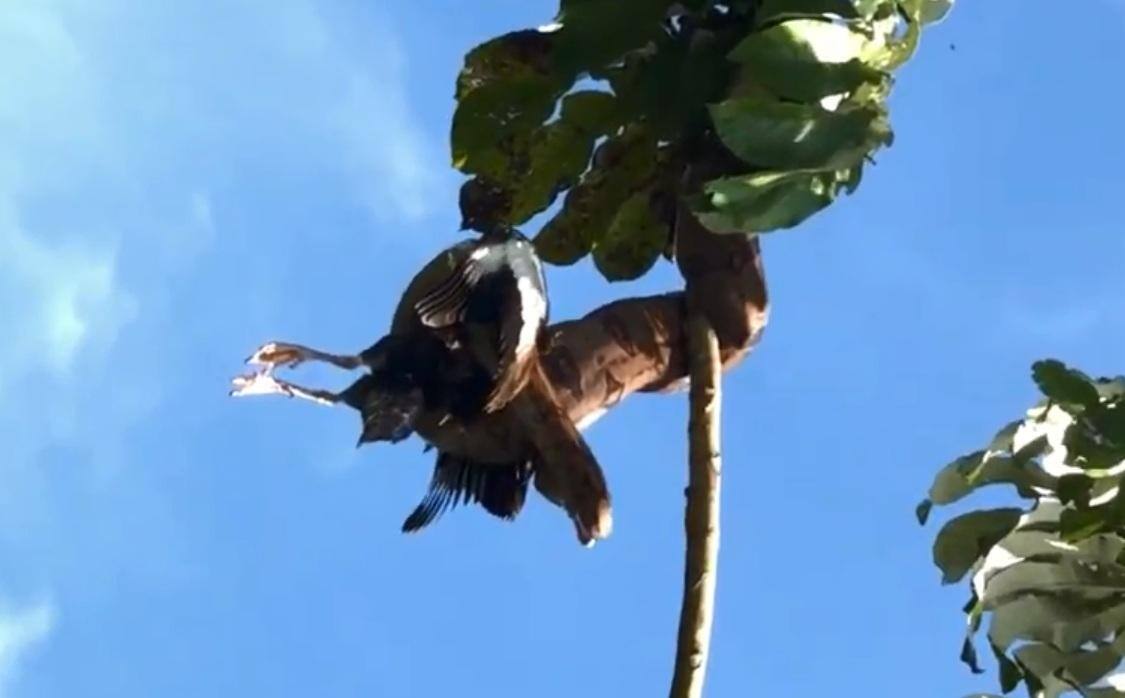Em vídeo impressionante, jiboia ataca e come pato em árvore em Patos de Minas