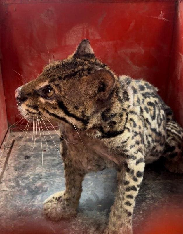 O animal foi solto em seu habitat natural, longe do perímetro urbano