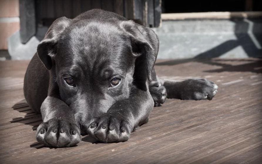 Cachorro