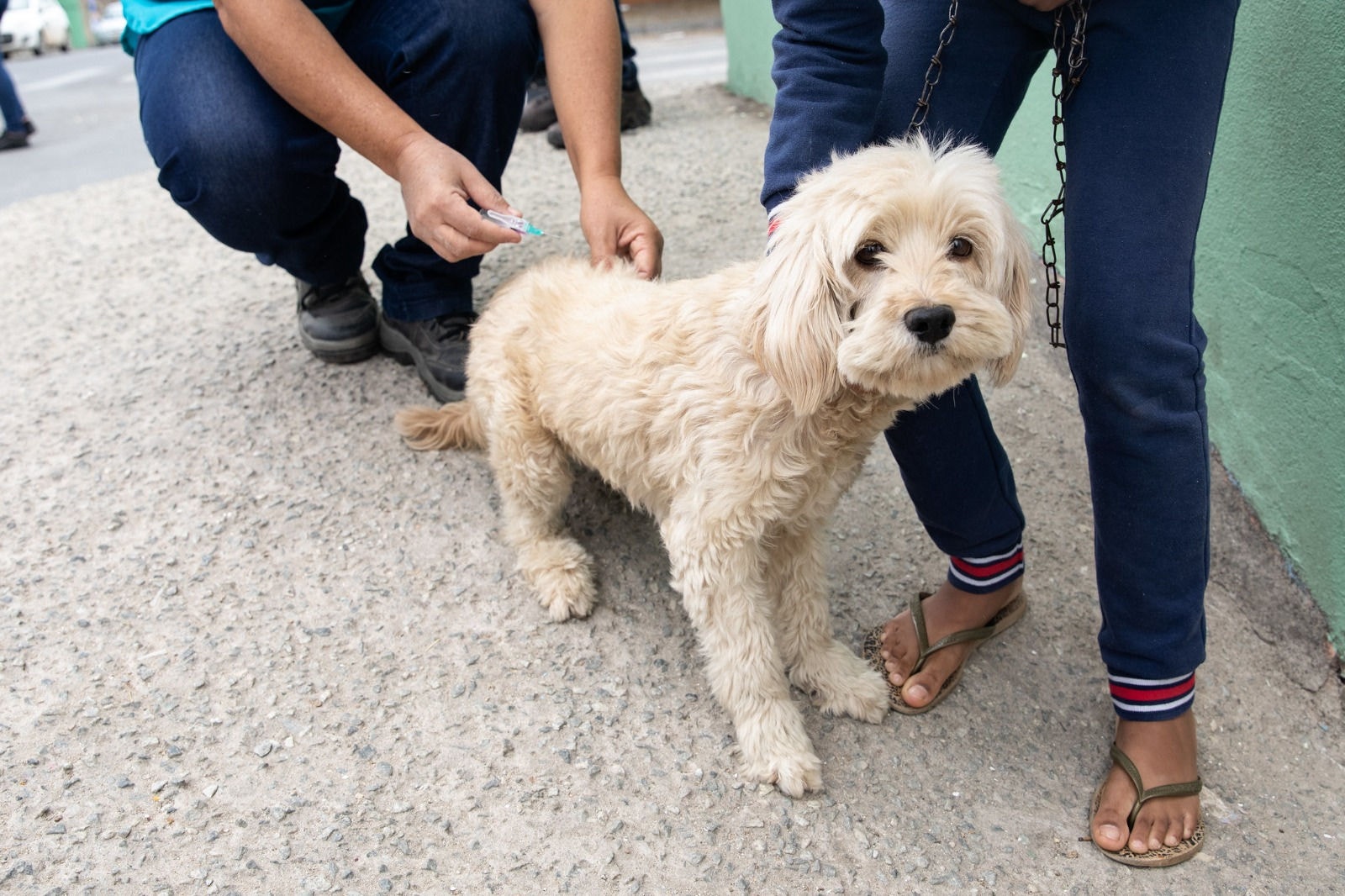 Animais serão vacinados gratuitamente