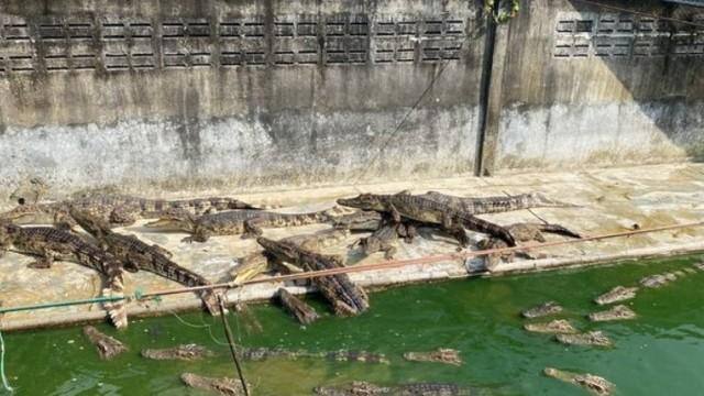 Crocodilos se tornam canibais após dono morrer e deixá-los sem alimentação adequada