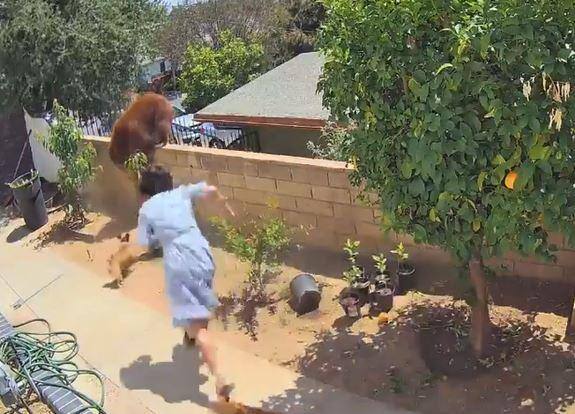 Adolescente enfrenta urso para proteger cachorros em seu quintal: vídeo