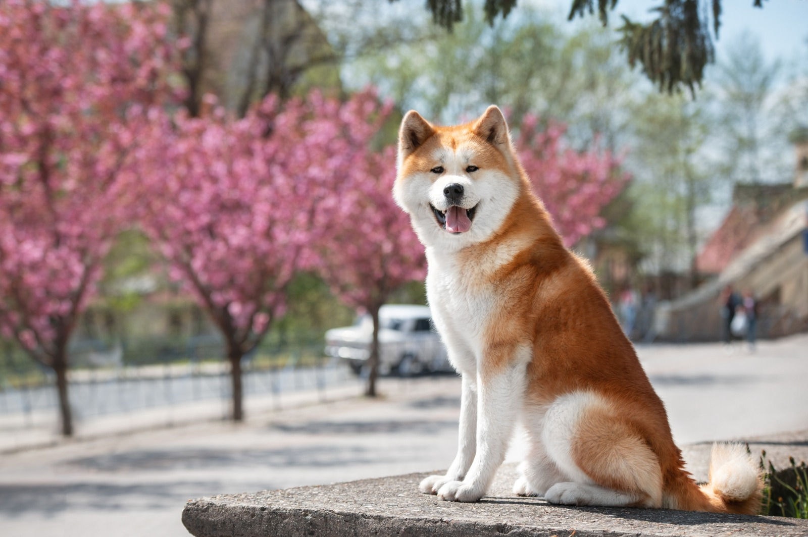 Cachorro da raça akita inu quando adulto