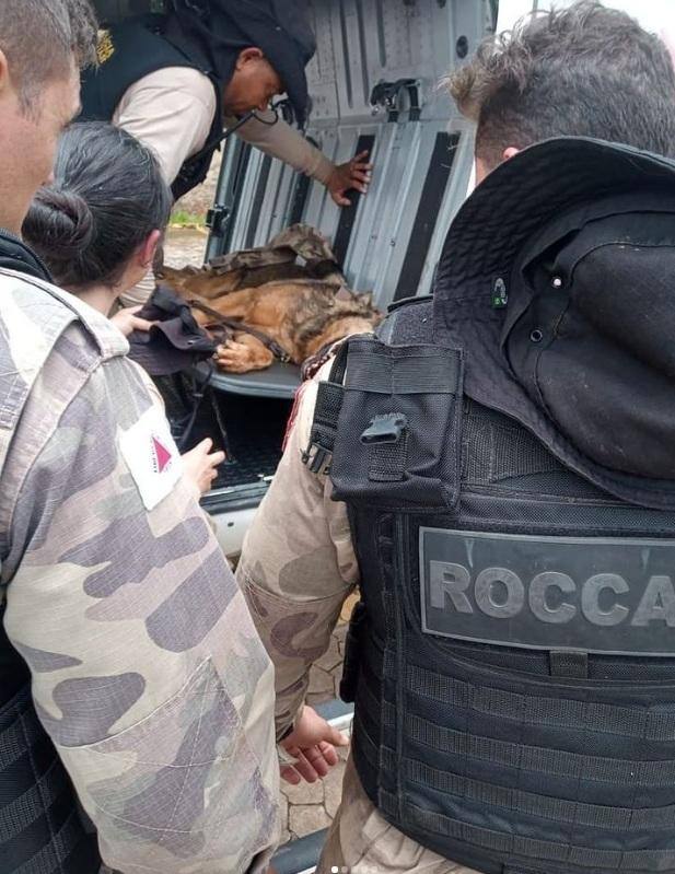 Cachorro da PM ferido com estaca