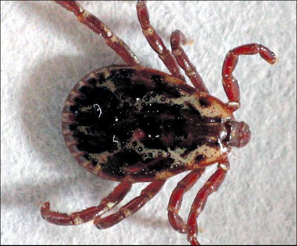 O carrapato Amblyomma cajennense é o vetor da febre maculosa