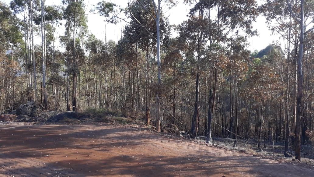 Esta é a entrada da mata por onde bombeiros seguem para acessar os focos de incêndio