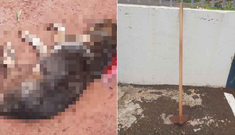 Cão é assassinado com golpes de enxada pelo tutor em Ituiutaba