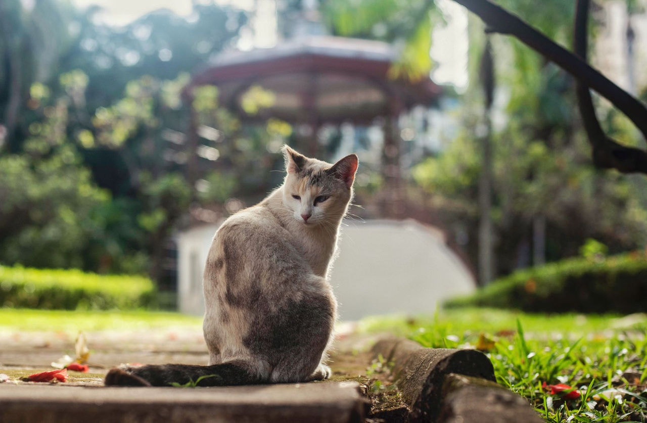 Atualmente, mais de 300 gatos vivem dentro do Parque Municipal de BH