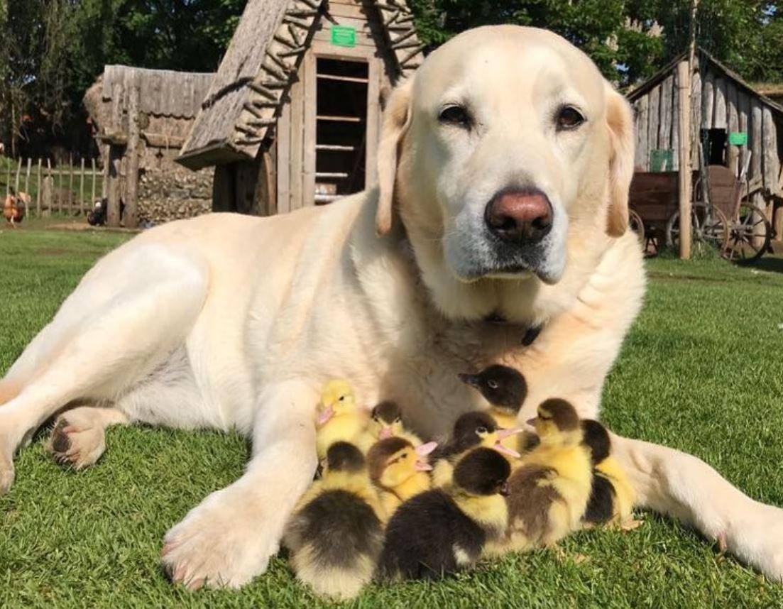 Labrador que vive em ONG no Reino Unido 'adota' patinhos