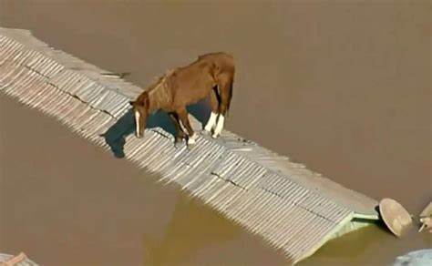 Cavalo foi filmado sobre o telhado em Canoas (RS), na região metropolitana de Porto Alegre