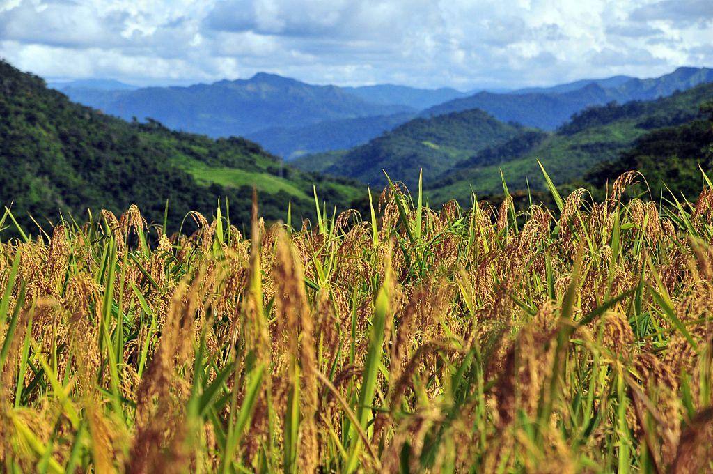 Arroz está entre os produtos que sofreram deflação na Grande BH
