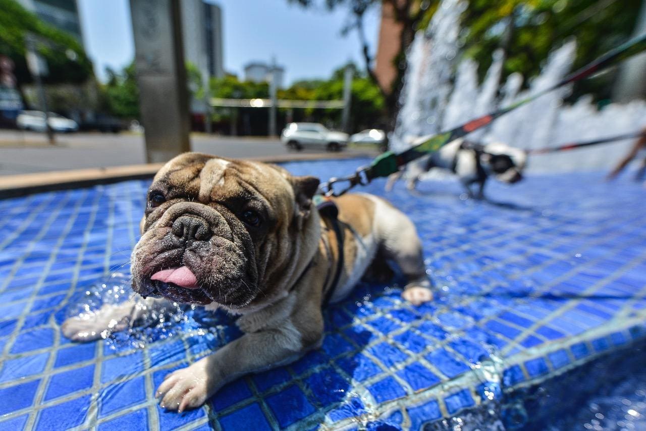 Cachorros se refrescam na Praça da Liberdade