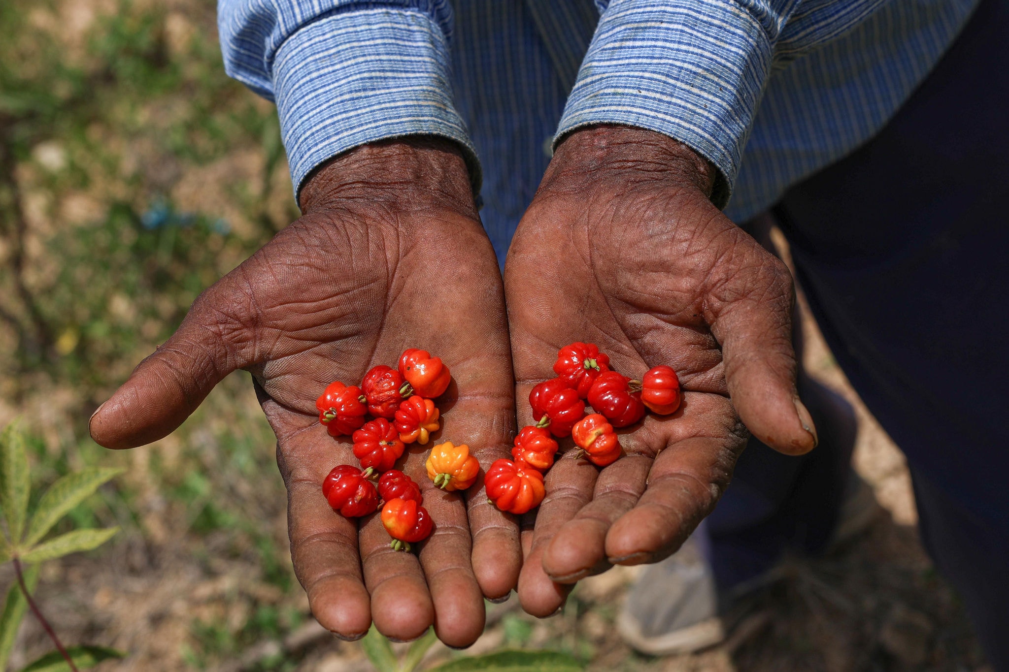 BH utiliza áreas abandonadas com plantas nativas e frutíferas e promove a geração de alimentos e de renda para pessoas em situação de vulnerabilidade