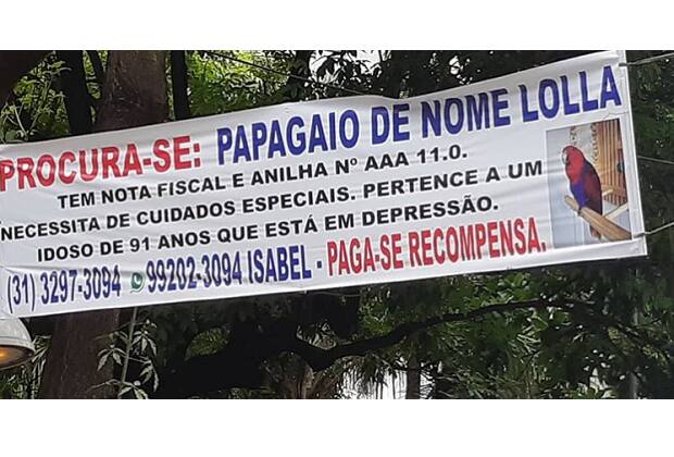 O papagaio Lolla aproveitou a janela entreaberta para fugir e foi vista pela última vez na área de serviço de outro prédio no Santo Antônio