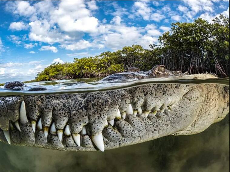 Fotografia vencedora capta detalhes da boca de crocodilo e, no fundo, ecossistema de mangue
