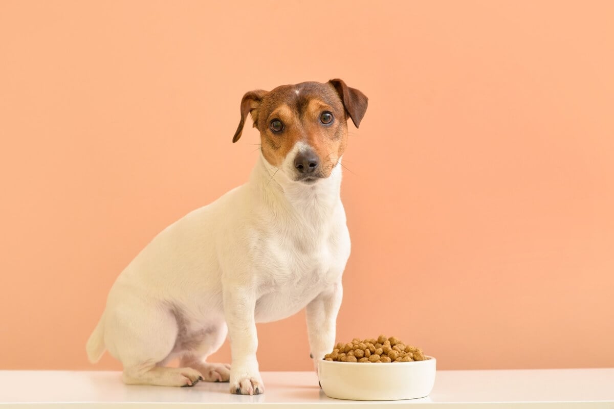 Manter as formigas longe do pote de ração garante a saúde dos pets e a qualidade dos alimentos