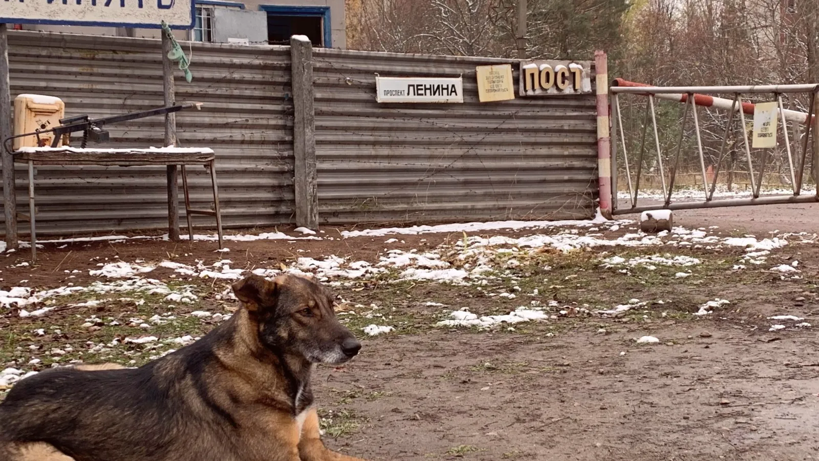 Cães de Chernobyl intrigam cientistas ao mostrar sinais de evolução sob radiação extrema