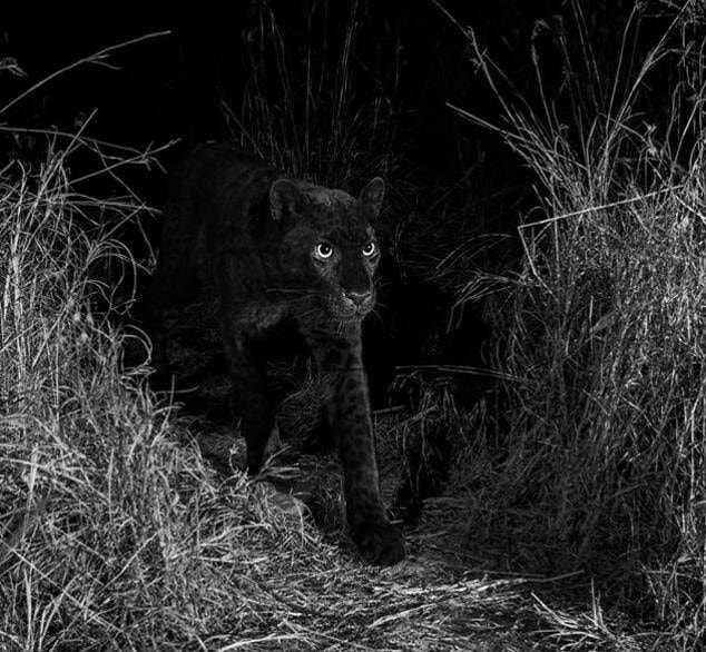 Leopardo Negro Africano é o primeiro exemplar registrado em 100 anos