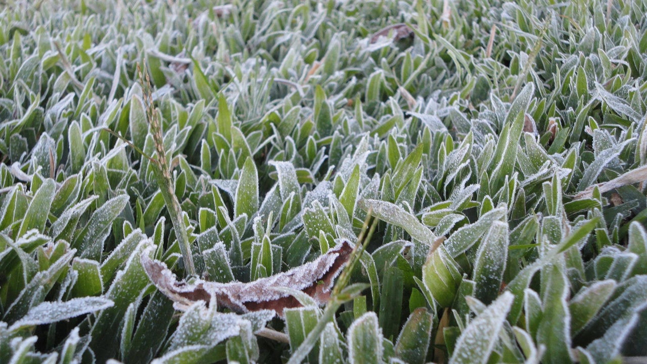 Frio