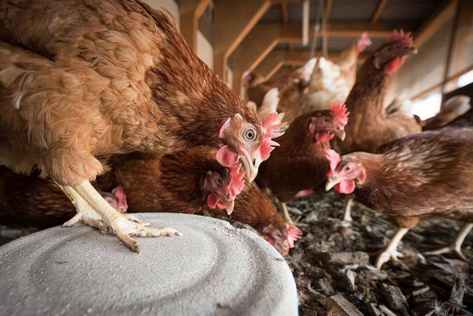 Doença havia sido encontrada em uma galinha de produção de subsistência (fundo de quintal) no Mato Grosso do Sul