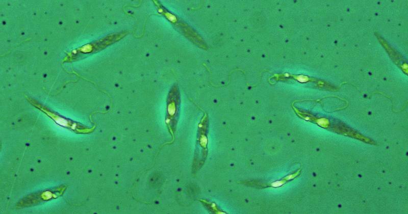 Leishmania