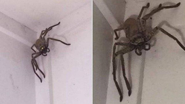 Como tira uma aranha como essa de casa?