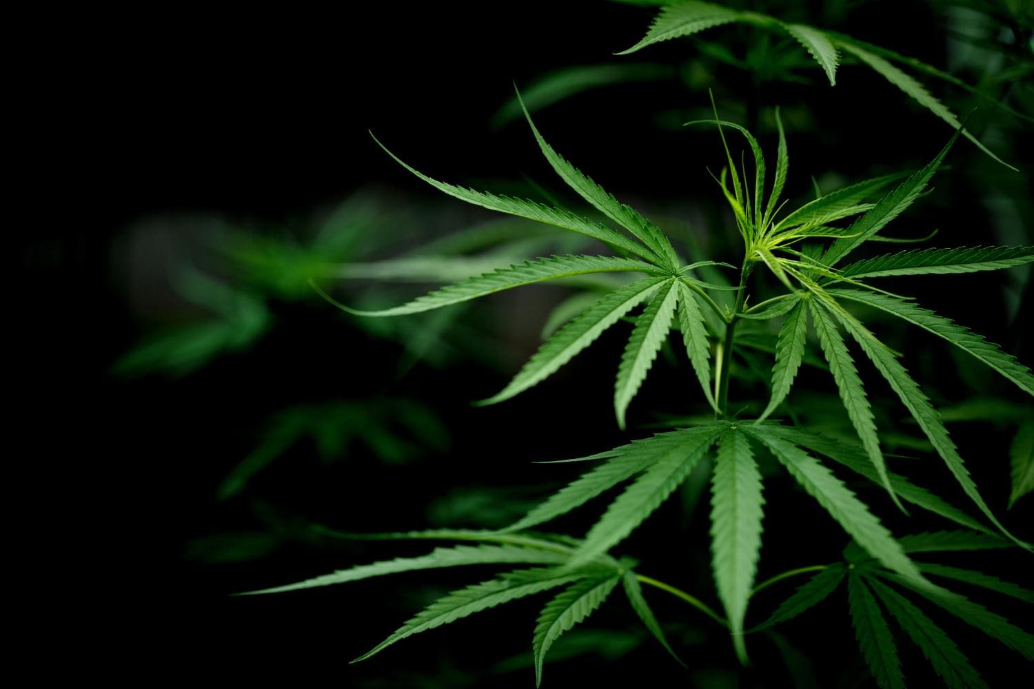 Folha da maconha - cannabis