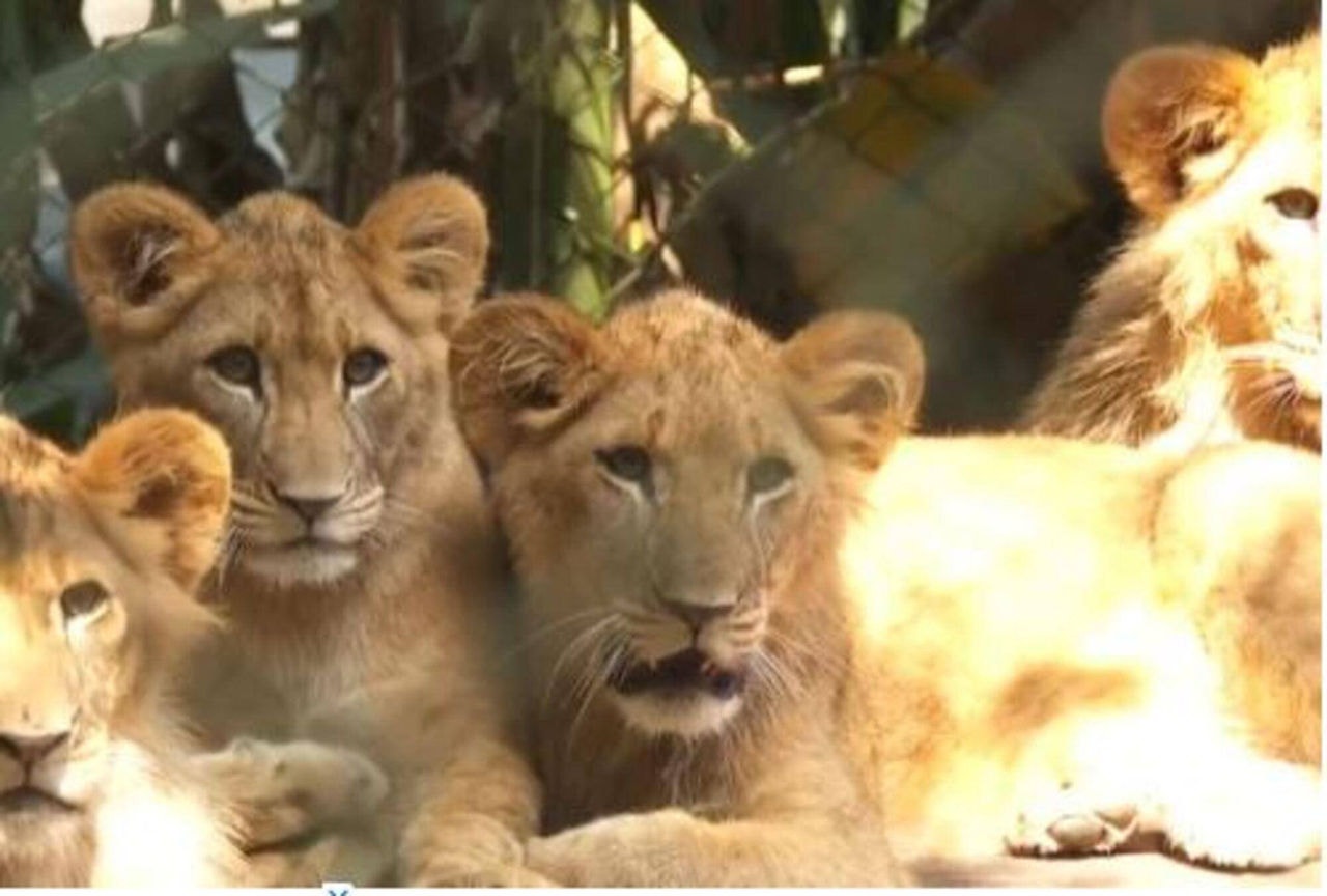 Filhotes de leões do zoológico de São Paulo