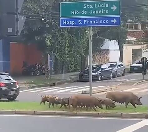 Família de porquinhos é flagrada passeando pelas ruas do bairro São Bento, em BH