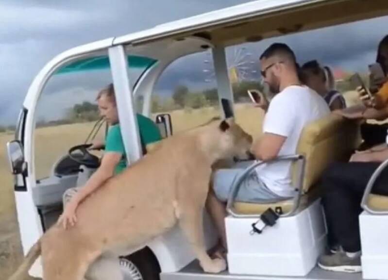 Leoa turistas carrinho vídeo viral