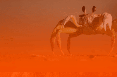 Mês de Câncer: como seu signo pode aproveitar