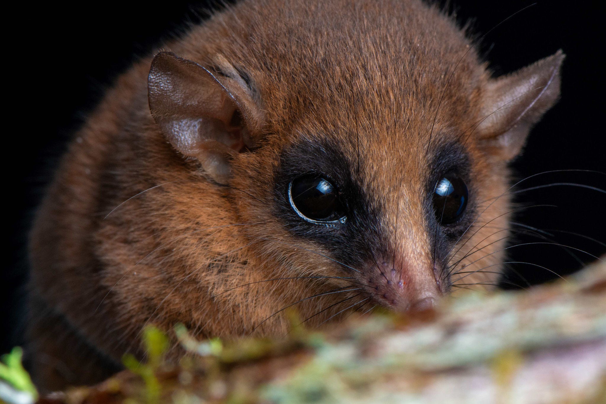 Marmosa chachapoya, marsupial descoberta Parque Nacional do Río Abiseo, na região de San Martín, cerca de 720 km ao nordeste de Lima