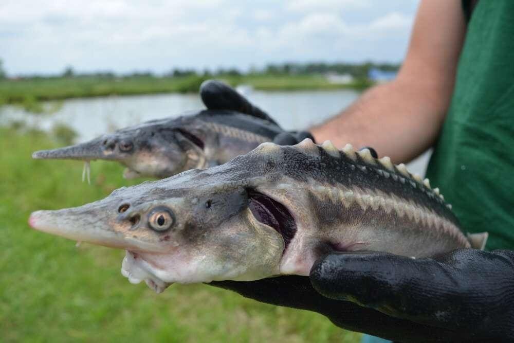 content-1595236931-sturddlefish-2jpg