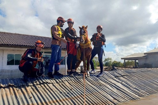 This handout picture released by the Rio Grande do Sul Firefighters Department shows firefighters rescuing a horse from the roof of a house in the city of Canoas, Rio Grande do Sul state, Brazil, on May 9, 2024. Teams raced against the clock Thursday to deliver aid to flood-stricken communities in southern Brazil before the arrival of new storms forecast to batter the region again. Some 400 municipalities have been affected by the worst natural calamity ever to hit the state of Rio Grande do Sul, with at least 107 people dead and hundreds injured. (Photo by Handout / Rio Grande do Sul Firefighters Department / AFP) / RESTRICTED TO EDITORIAL USE - MANDATORY CREDIT "AFP PHOTO / RIO GRANDE DO SUL FIREFIGHTERS DEPARTMENT" - NO MARKETING NO ADVERTISING CAMPAIGNS - DISTRIBUTED AS A SERVICE TO CLIENTS