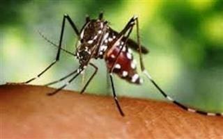 Dengue