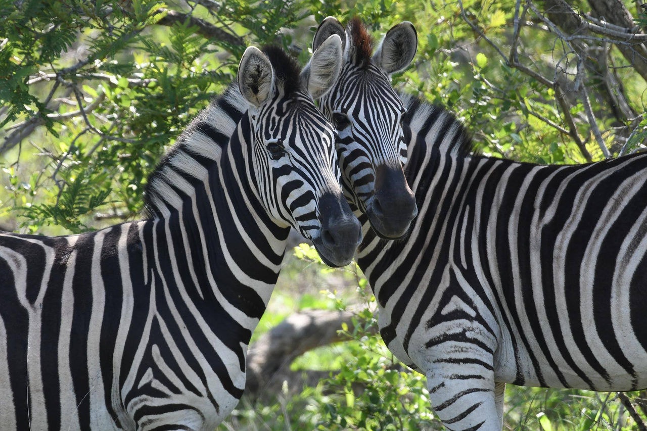 Zebras