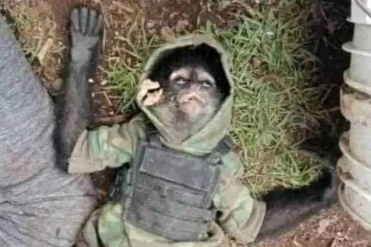 Macaco que usava coleta à prova de balas é morto no México