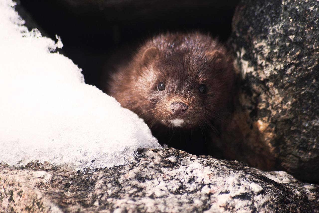 Mustela vison é infectada pelo coronavírus