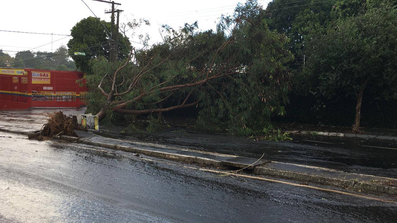 Várias árvores são retiradas das ruas de Uberaba